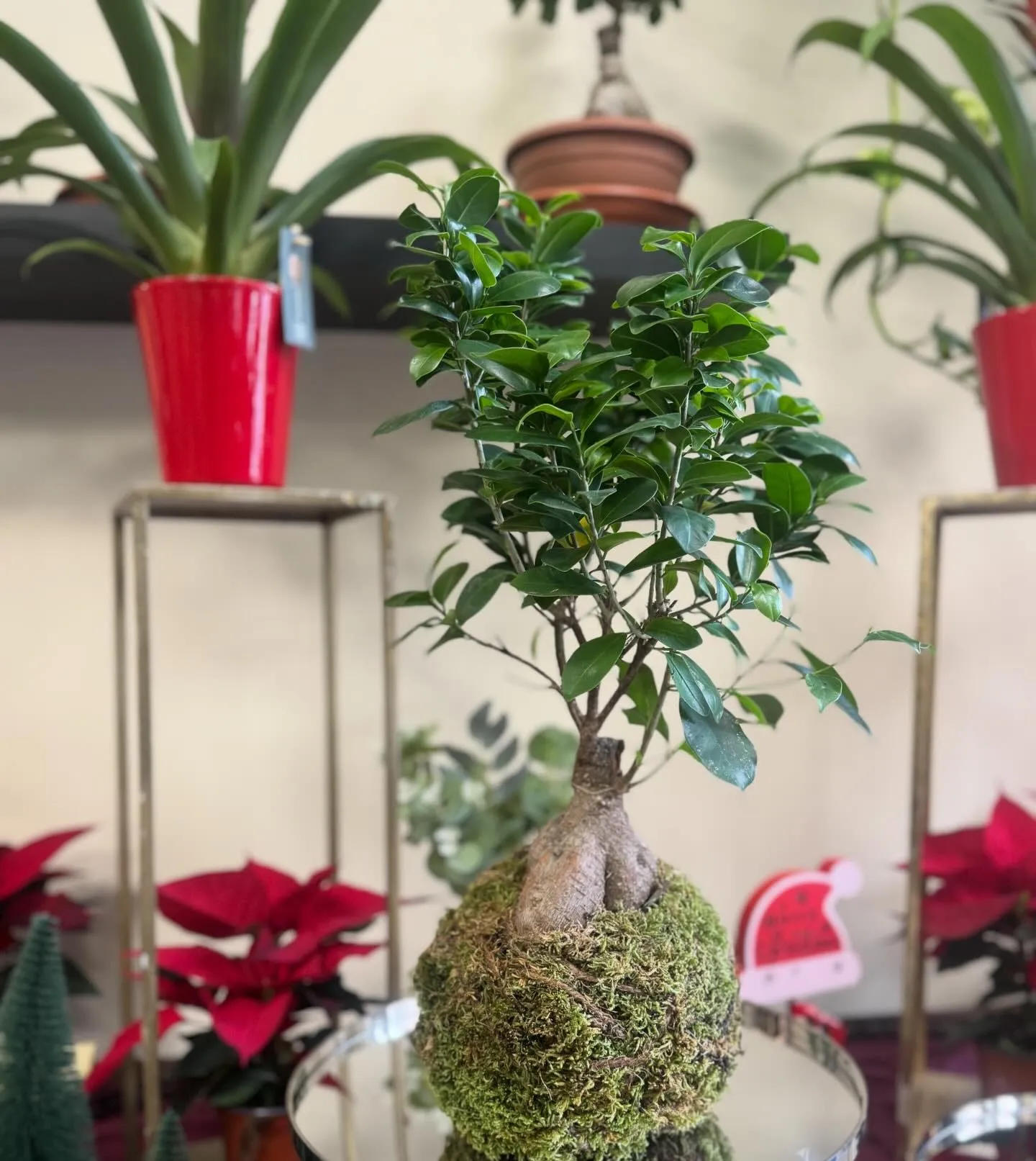 Piante da appartamento e stelle di Natale esposte nel negozio di fiori di via dei Panfili